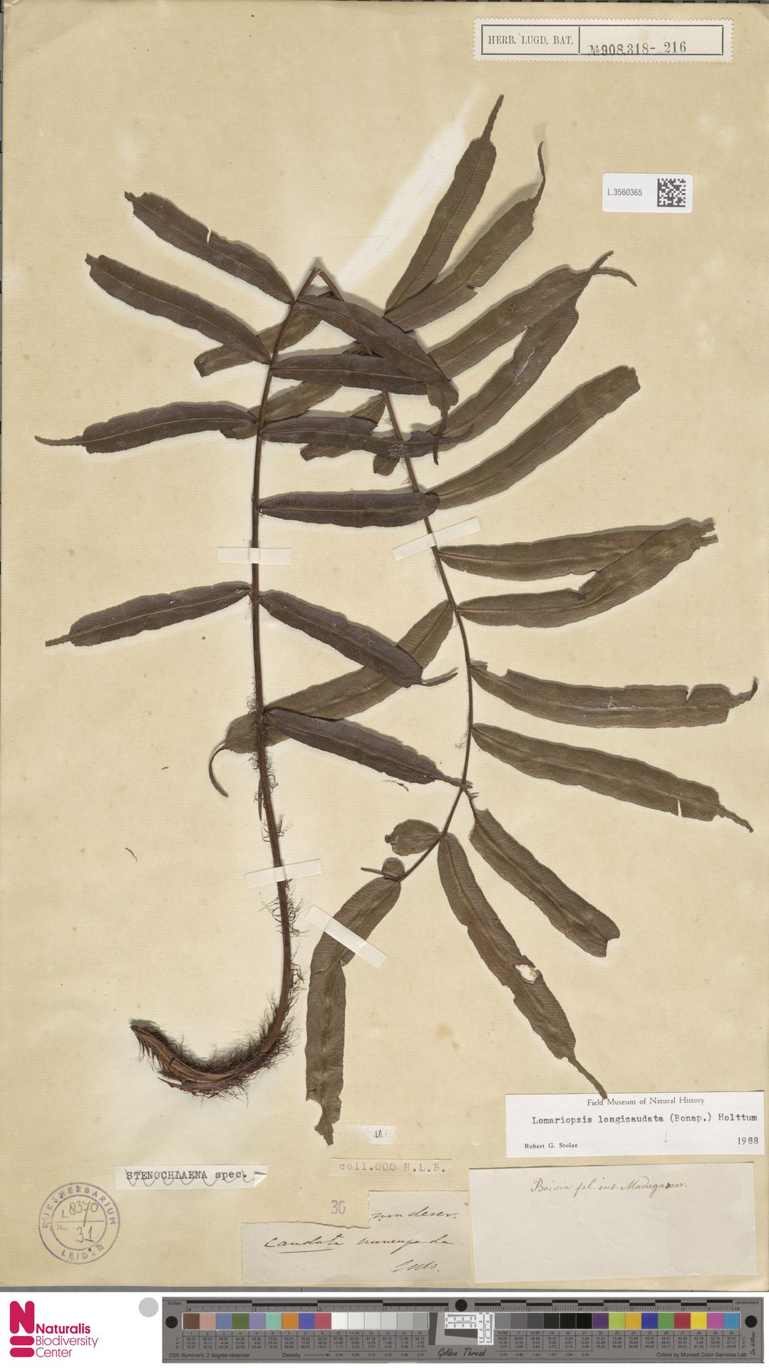 Lomariopsis longicaudata image