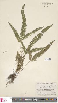 Lindsaea obtusa image