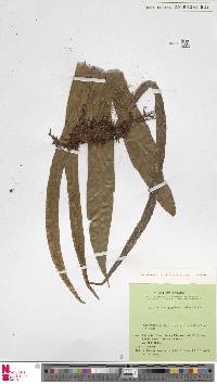 Loxogramme antrophyoides image