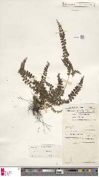 Lindsaea orbiculata image