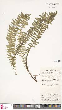 Lindsaea repens var. lingulata image