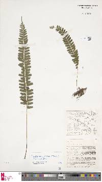 Lindsaea pulchra image