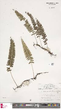 Lindsaea pulchra image