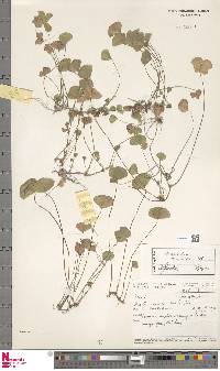 Marsilea crenata image