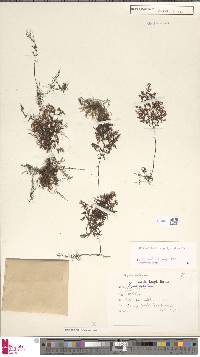 Hymenophyllum inaequale image