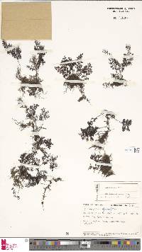 Hymenophyllum inaequale image