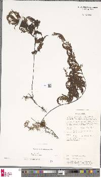 Hymenophyllum imbricatum image