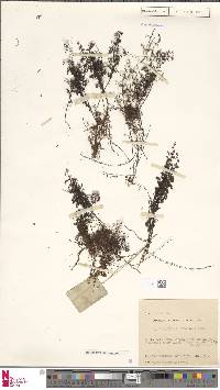 Hymenophyllum javanicum image