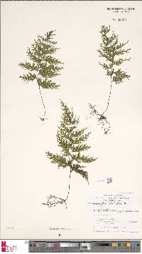 Hymenophyllum imbricatum image