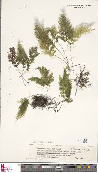 Hymenophyllum sanguinolentum image