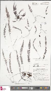 Hymenophyllum inaequale image