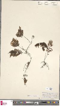 Hymenophyllum inaequale image