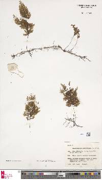 Hymenophyllum denticulatum image