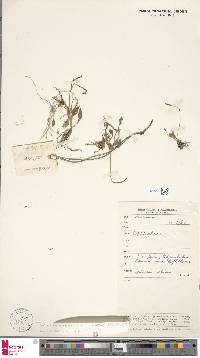 Ophioglossum parvifolium image