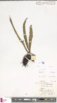 Loxogramme involuta image