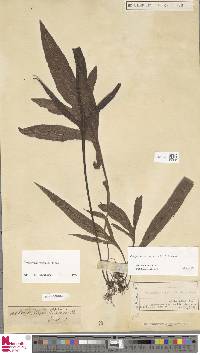 Leptochilus pteropus subsp. pteropus image