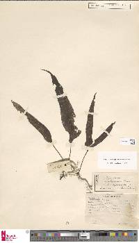 Phymatosorus papuanus image