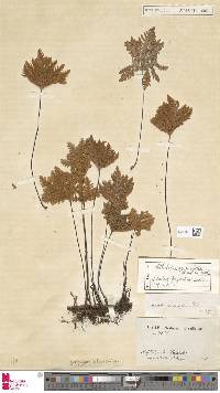 Notholaena geraniifolia image