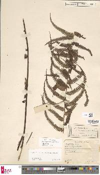 Nephrolepis dicksonioides image