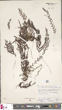 Hymenophyllum pallidum image