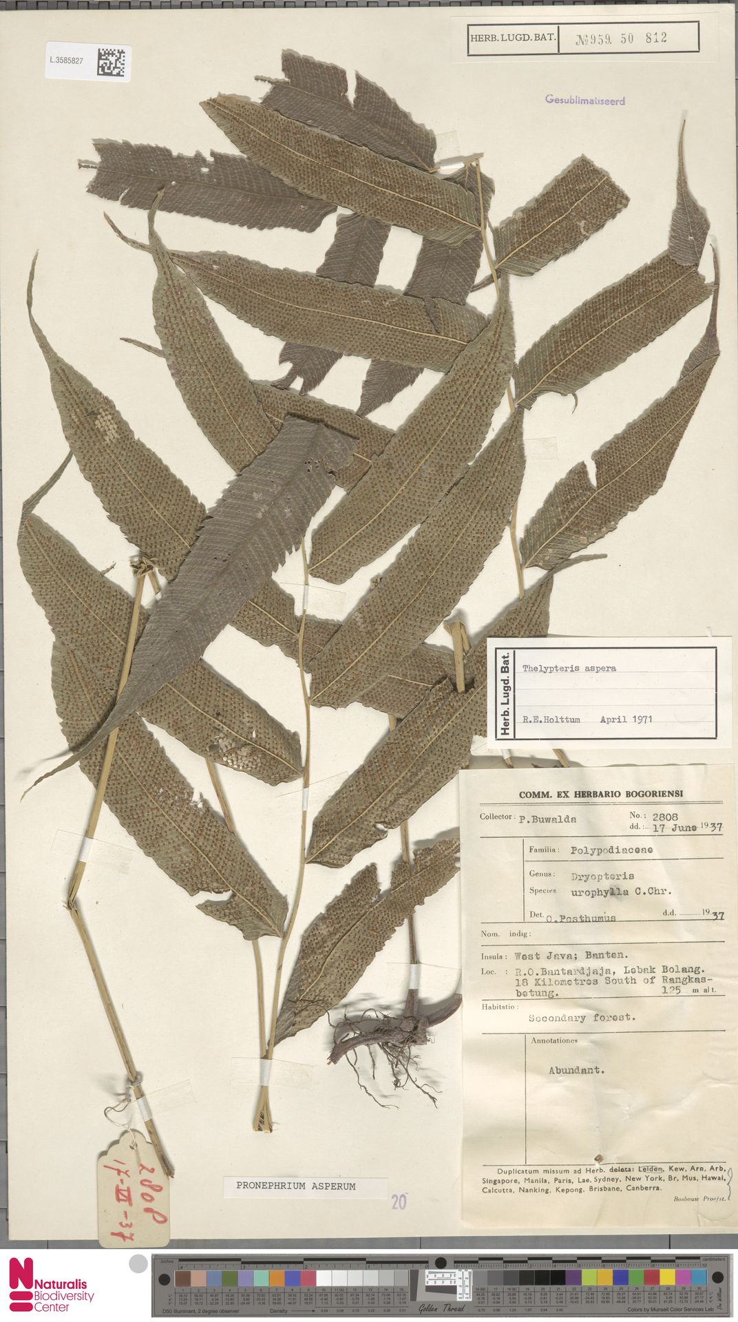 Abacopteris aspera image