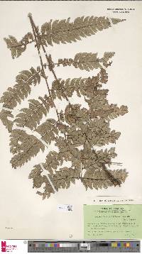 Polystichum scariosum image