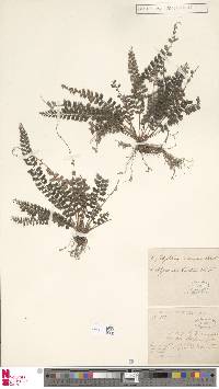 Polystichum lanceolatum image