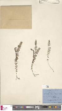 Polystichum thomsonii image