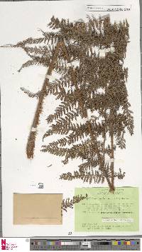 Polystichum moluccense image