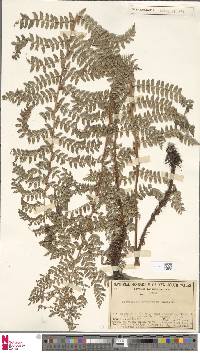 Polystichum proliferum image