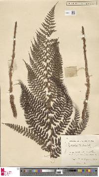 Polystichum moluccense image