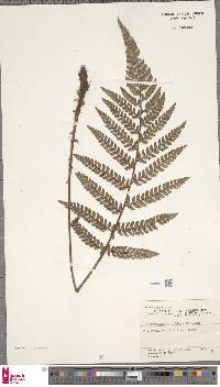 Polystichum biaristatum image