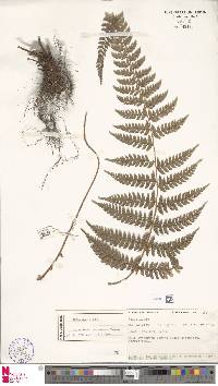 Polystichum attenuatum image