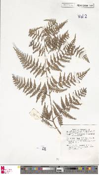 Pteridium esculentum image