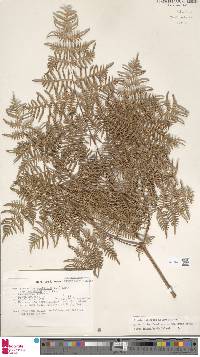 Pteridium caudatum image