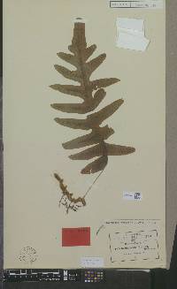 Polypodium eatonii image