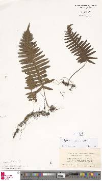 Polypodiodes niponica image