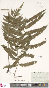 Pneumatopteris christelloides image