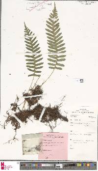 Polypodium interjectum image