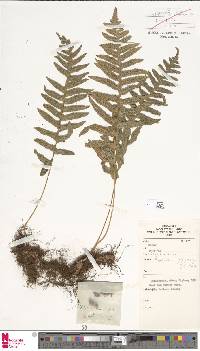 Polypodium glycyrrhiza image