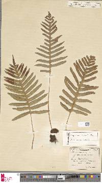 Polypodium cambricum subsp. cambricum image