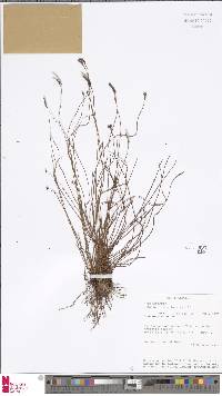 Schizaea fistulosa image