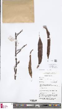 Oleandra neriiformis image