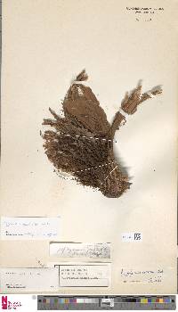 Platycerium wallichii image