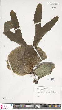 Platycerium superbum image