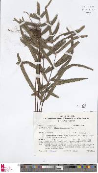 Pteris heteromorpha image