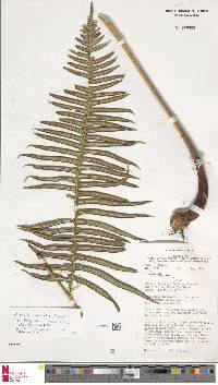 Pteridium revolutum image