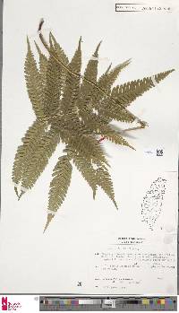 Pteris fauriei image