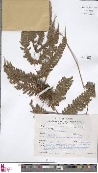 Pteris biaurita image