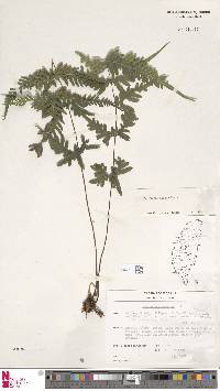 Pteris semipinnata image